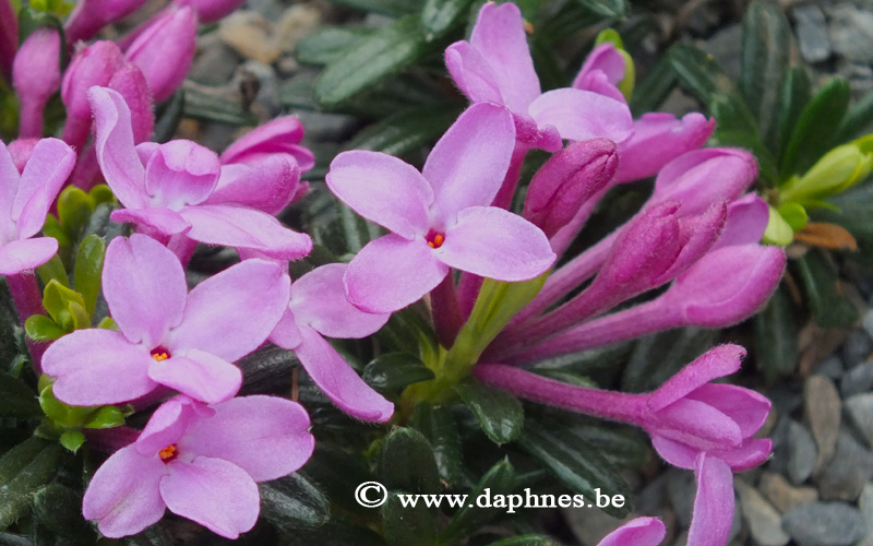 Daphne arbuscula 'Libussa'